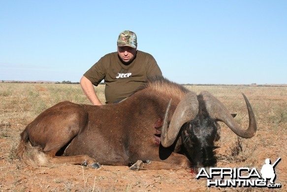 Black Wildebeest