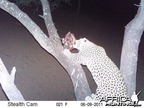 Leopard Namibia