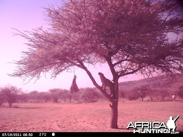 Leopard Namibia