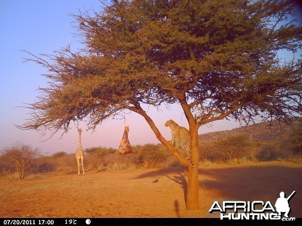 Leopard Namibia