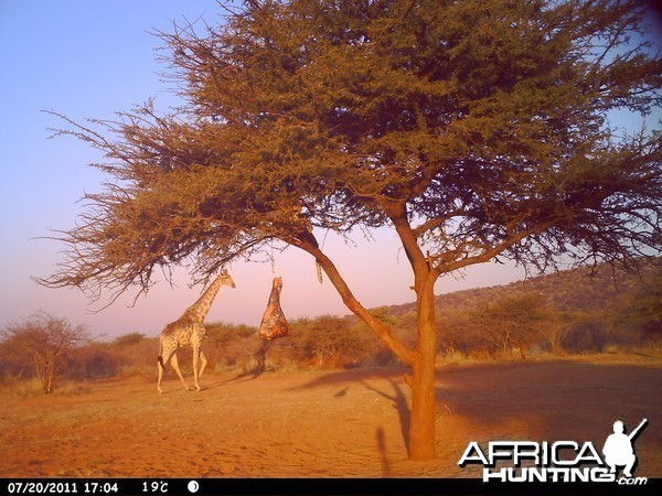 Leopard Namibia