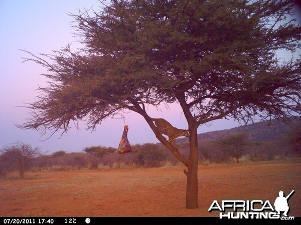 Leopard Namibia