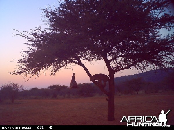 Leopard Namibia