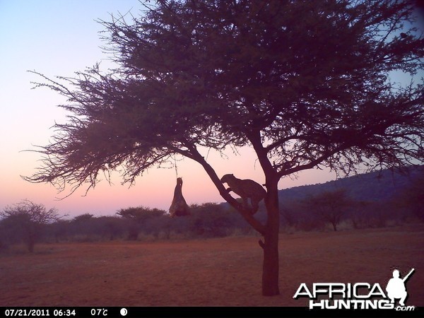 Leopard Namibia