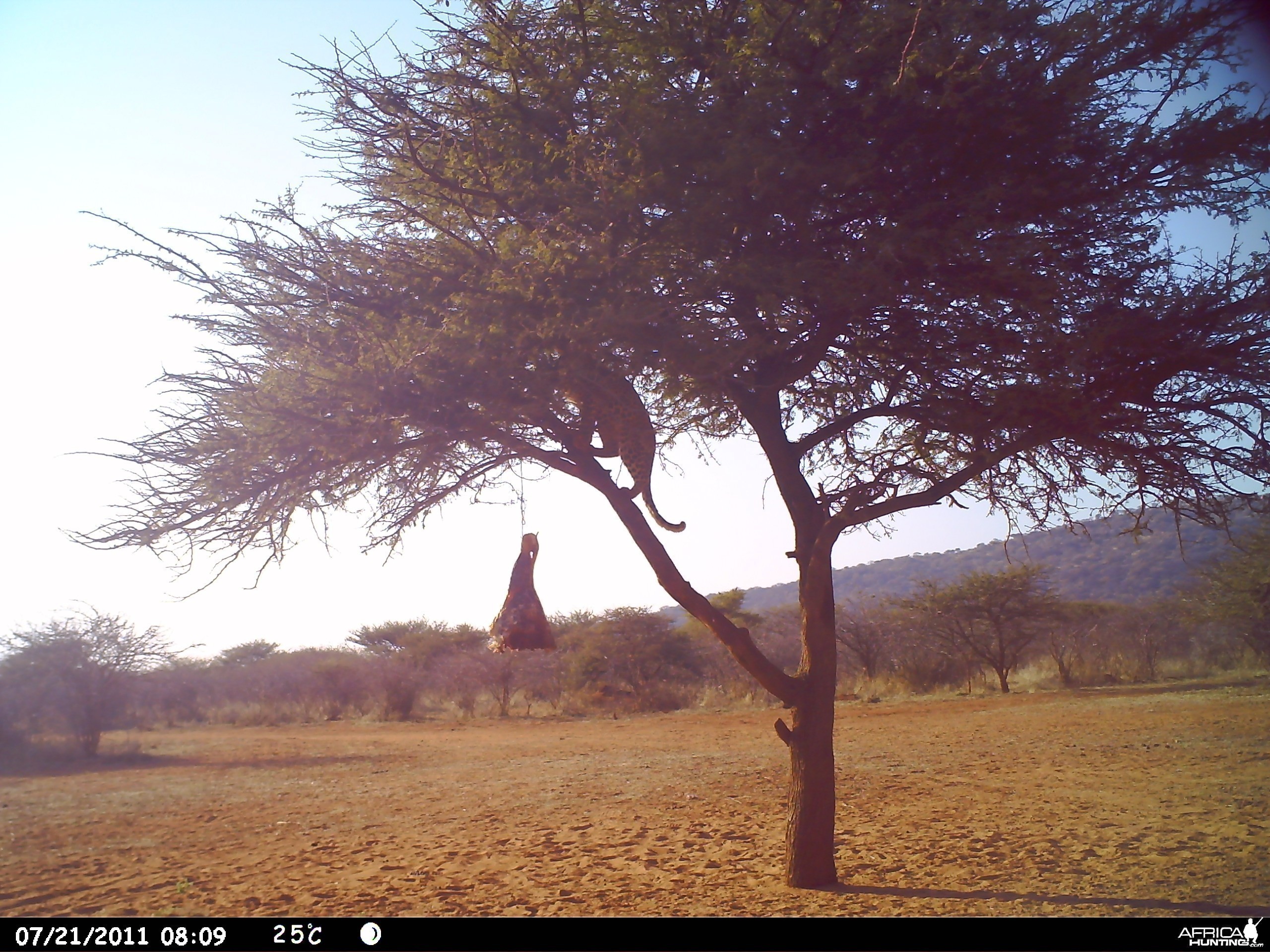 Leopard Namibia