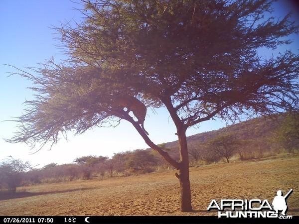 Leopard Namibia