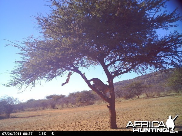 Leopard Namibia