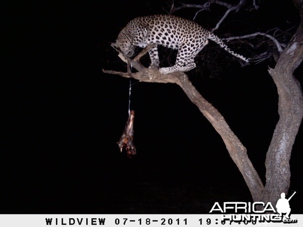 Leopard Namibia