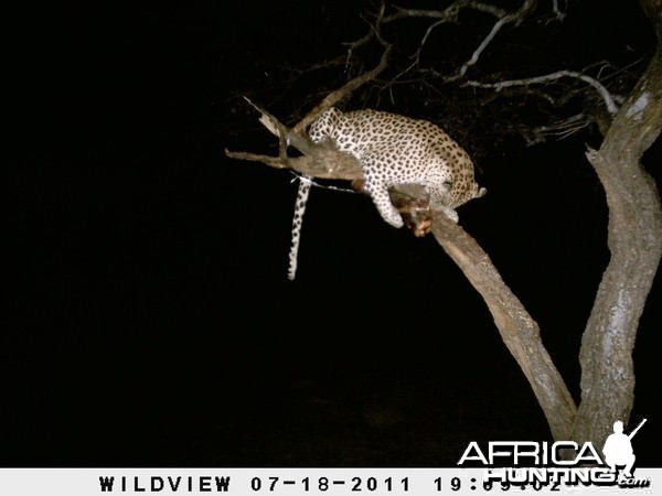 Leopard Namibia