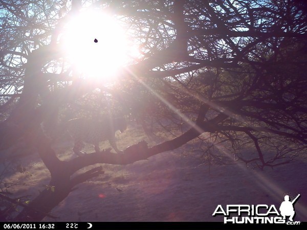 Leopard Namibia