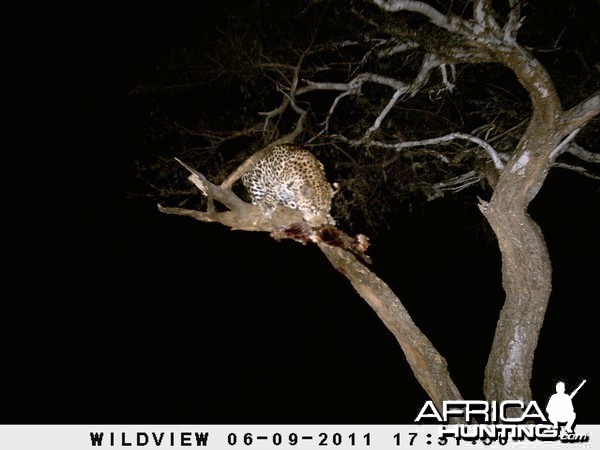 Leopard Namibia