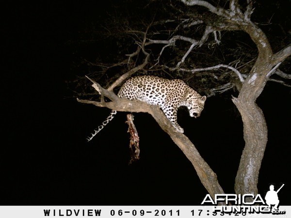 Leopard Namibia