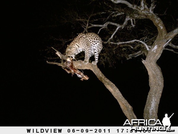 Leopard Namibia