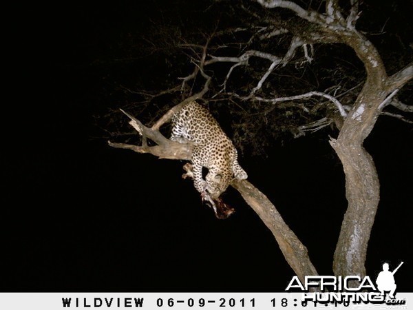 Leopard Namibia