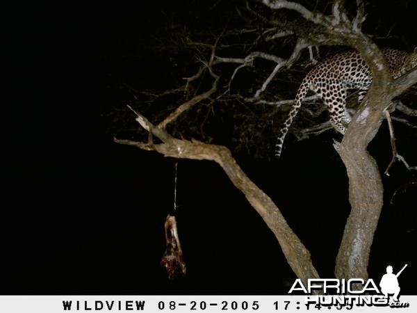 Leopard Namibia