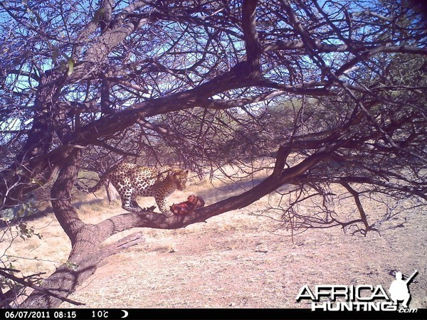 Leopard Namibia