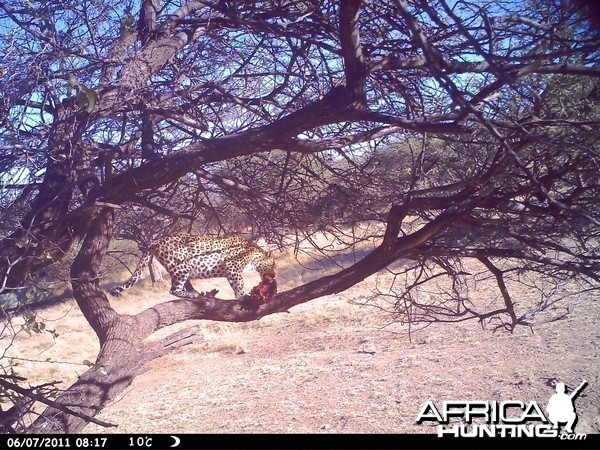 Leopard Namibia