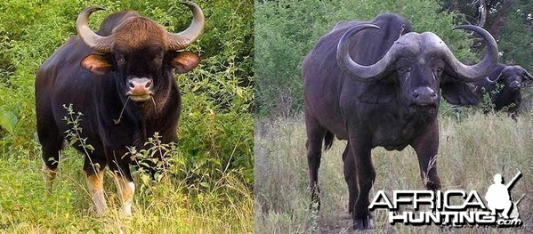 Gaur vs African Buffalo