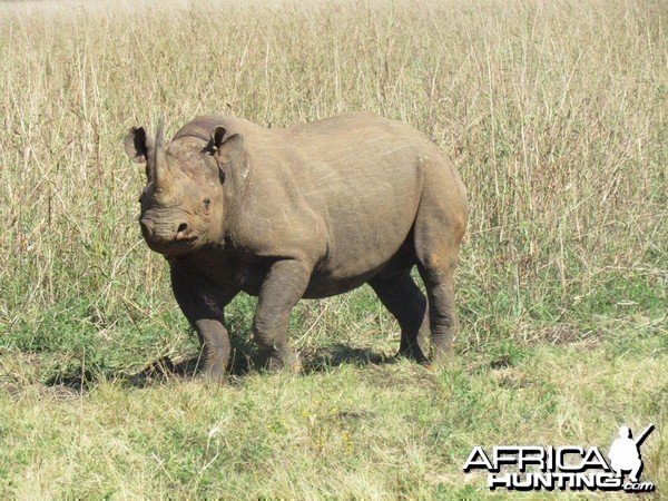 East African Black Rhino at Silent Valley Safaris