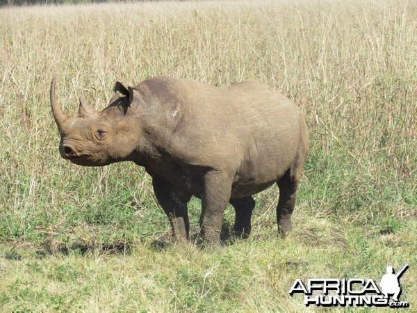 East African Black Rhino at Silent Valley Safaris