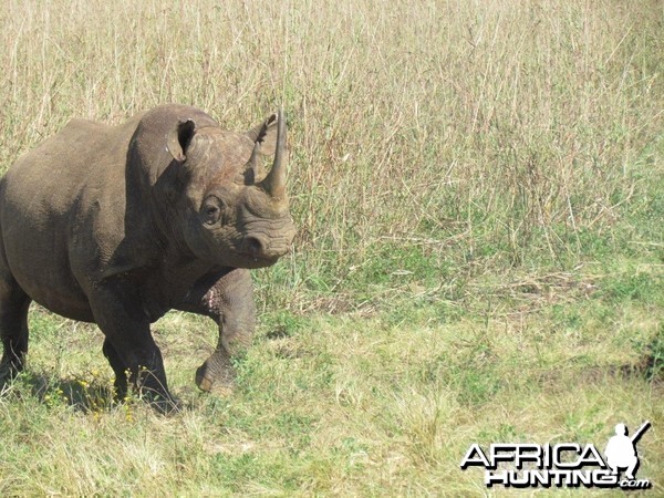 East African Black Rhino at Silent Valley Safaris