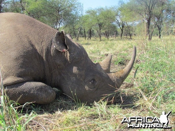 East African Black Rhino darted hunt at Silent Valley Safaris