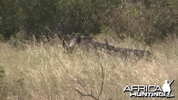 Big Cape Buffalo Kruger