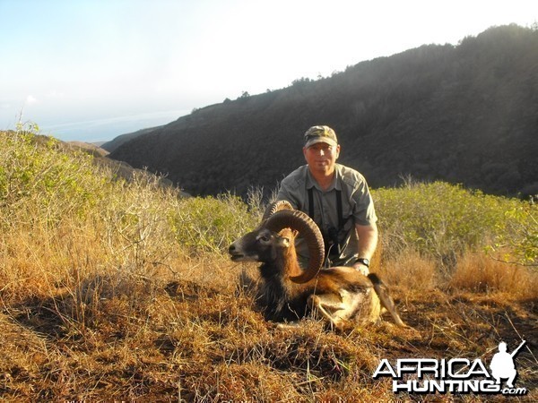 Mouflon sheep Hawaii