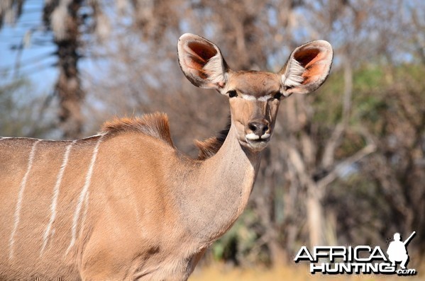 Kudu cow