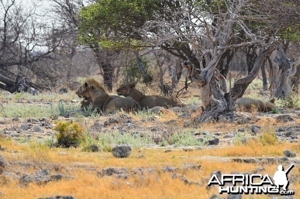 lions post feed at Etosha