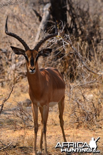 black faced impala Etosha