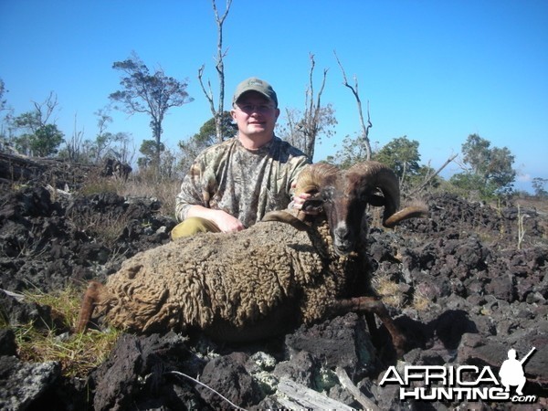 Black Hawaiian Sheep hunt on the Big Island of Hawaii