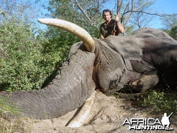 Elephant Botswana 2011 63 x 64 Lbs