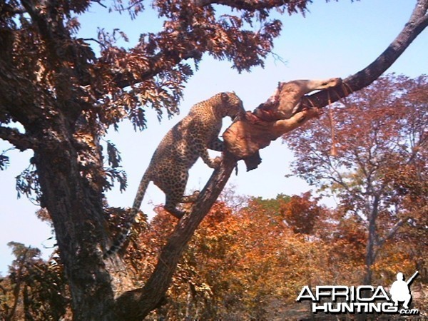 &quot;Chui&quot;  Selous Game Reserve Oct 2011