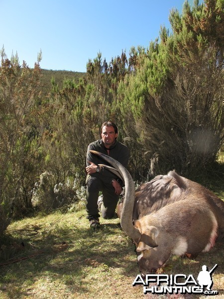 Mountain Nyala January 2011 Etiophia