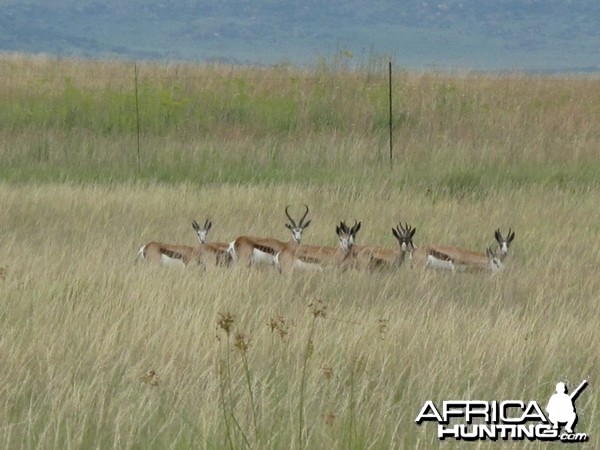 Springbok Bloodline from Botswana