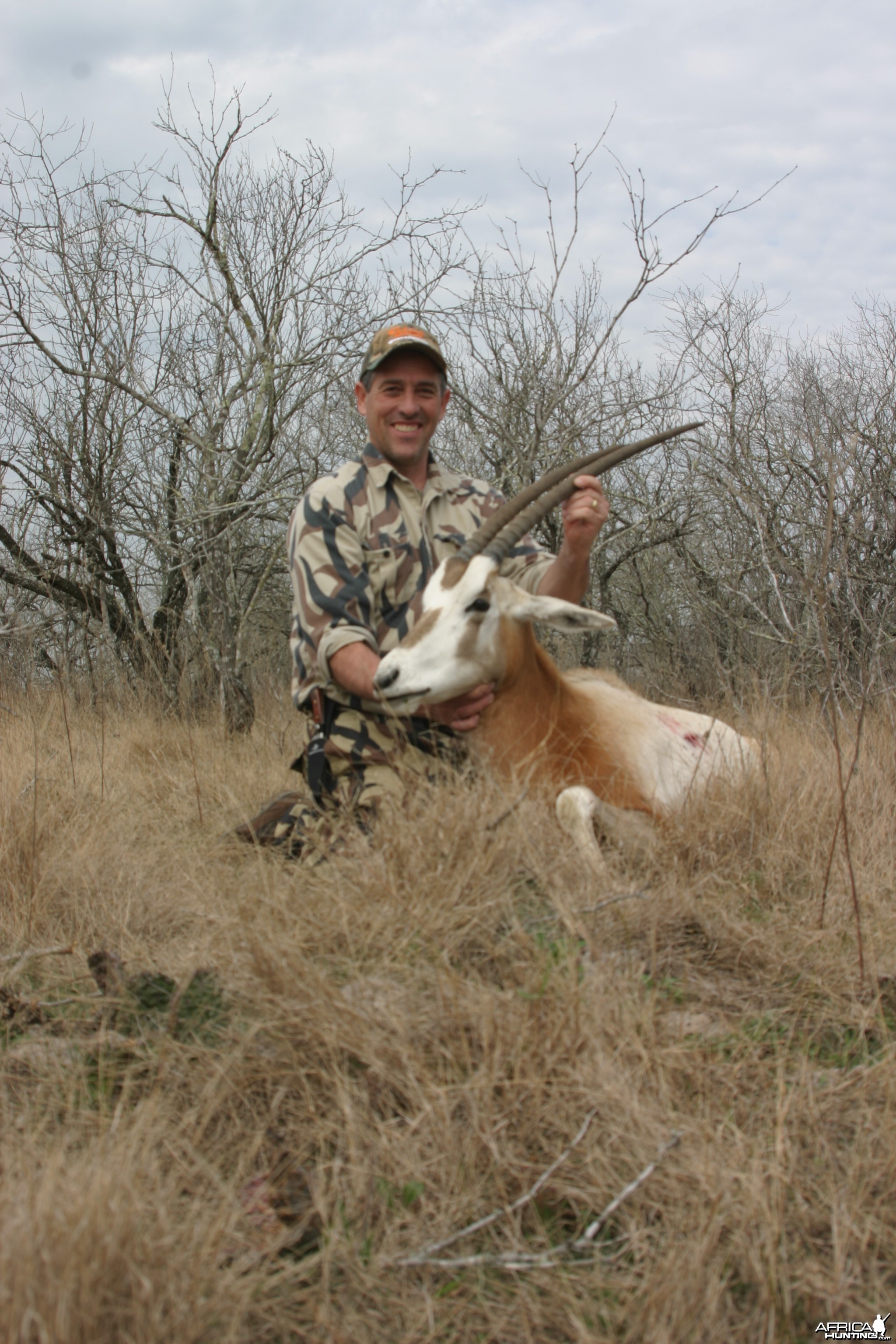 Scimitar-horned oryx