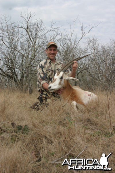 Scimitar-horned oryx