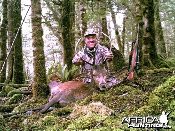 New Zealand free-range Red Stag
