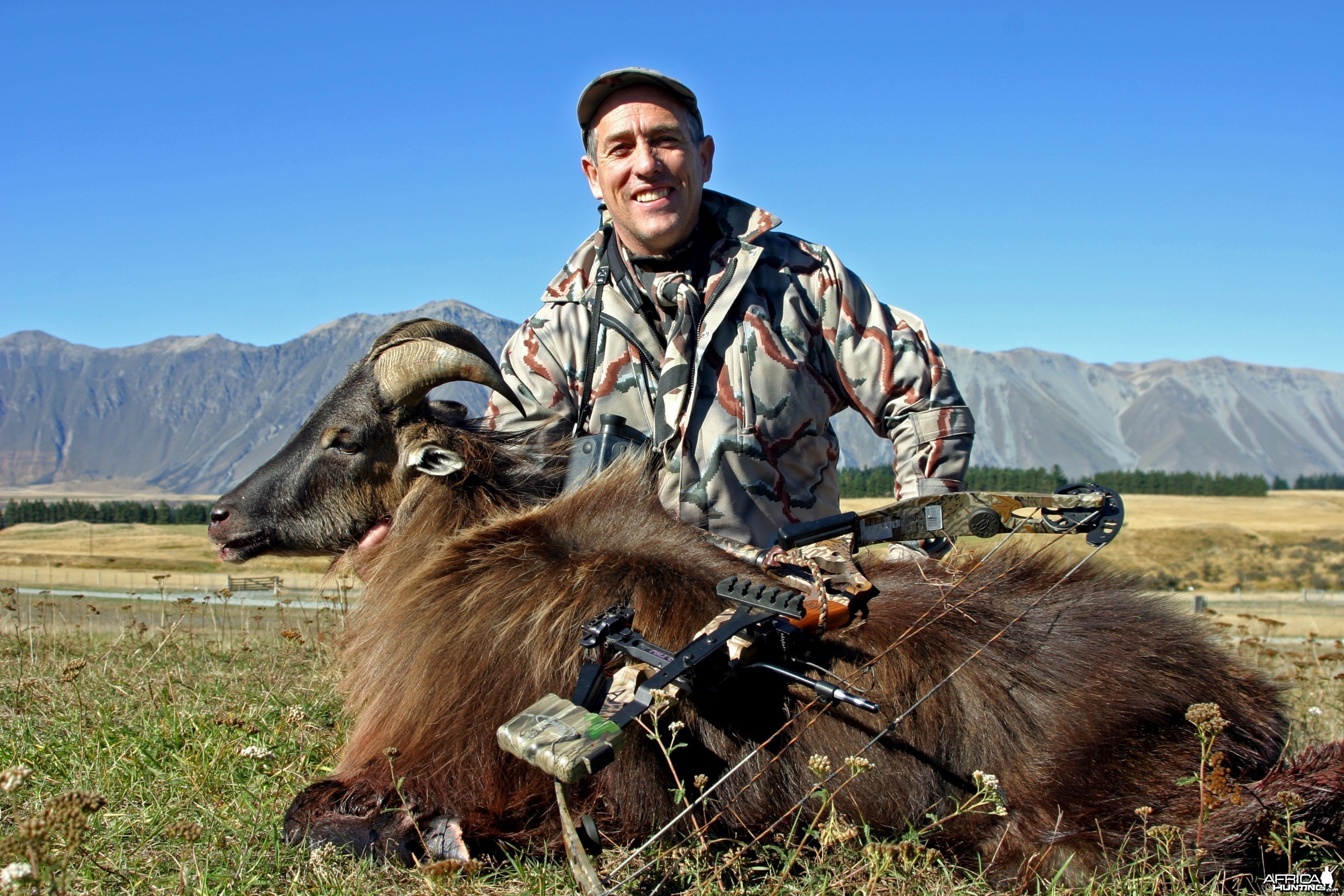 New Zealand Tahr