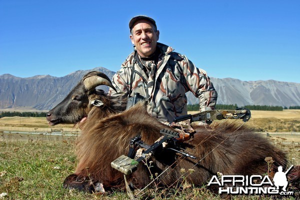 New Zealand Tahr