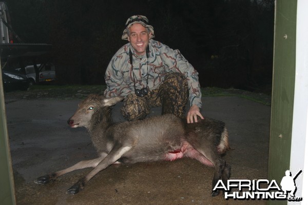 Scottish Red Deer