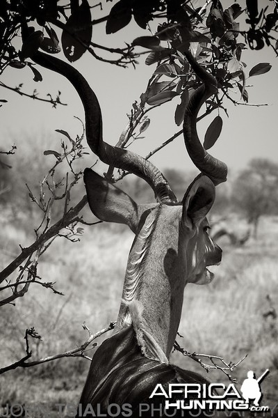 kudu, tree