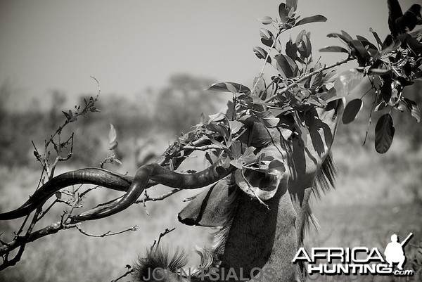 kudu, tree