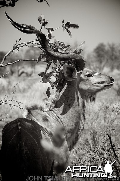 kudu, tree