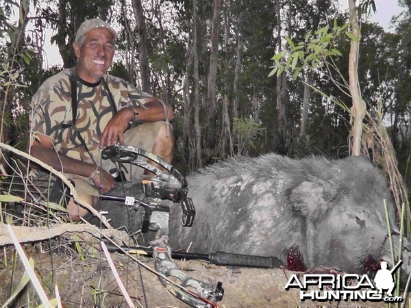 Feral Boar-Australia