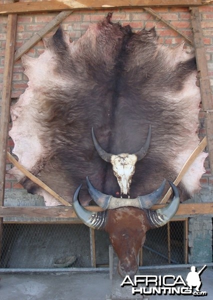 Gaur hide