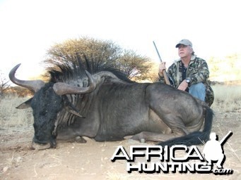 Blue Wildebeest