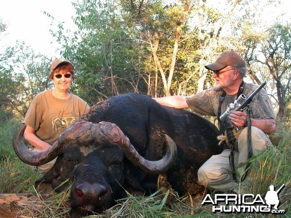 cape buffalo bull