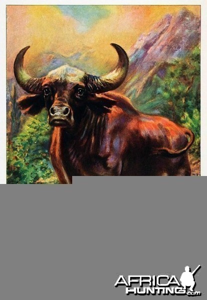 Gaur The Native Wild Ox of East India